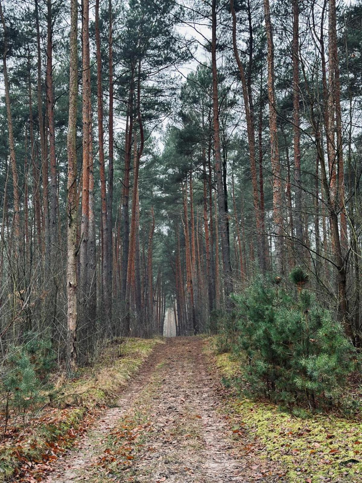 Kacprowy W Lipnicy * Lipnica (Slupca)